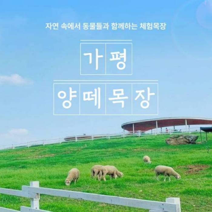 가평 양떼목장